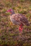 Red Necked Spurfowl NZ94846