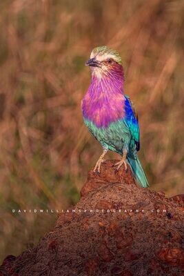 Lilac Breasted Roller NZ94858