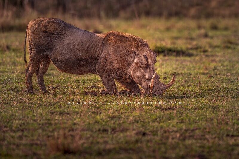 Warthog S NZ94898