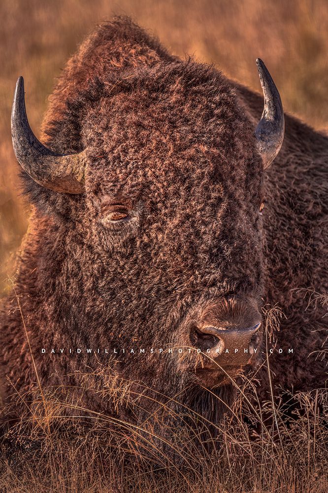 American Bison S NZ93330