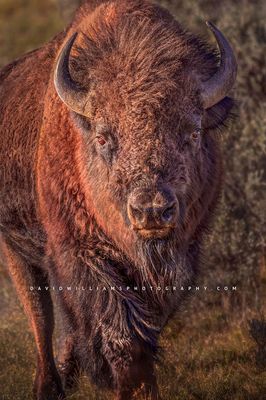 American Bison S NZ93505