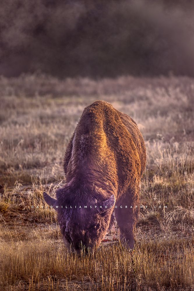 American Bison S NZ93303