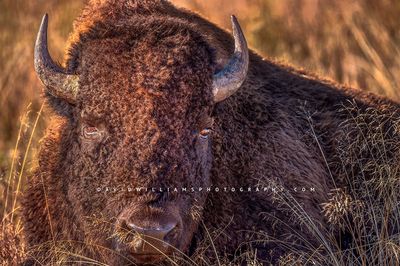 American Bison S NZ93328