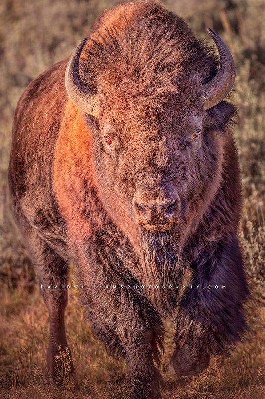 American Bison S NZ93510