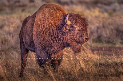 American Bison NZ93538