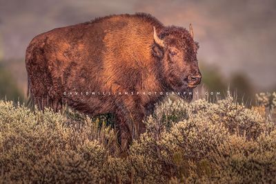 American Bison S NZ93429