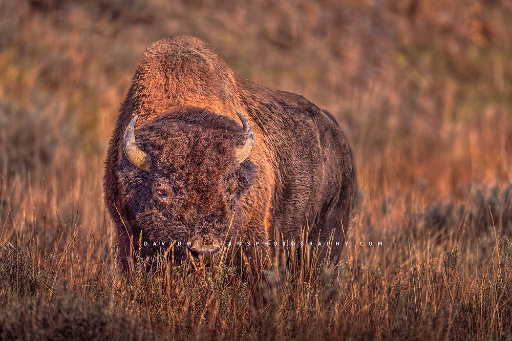 American Bison S NZ93634