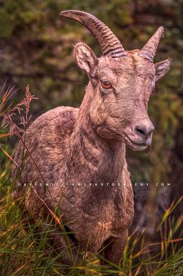 Big Horn Sheep S 0Z80427