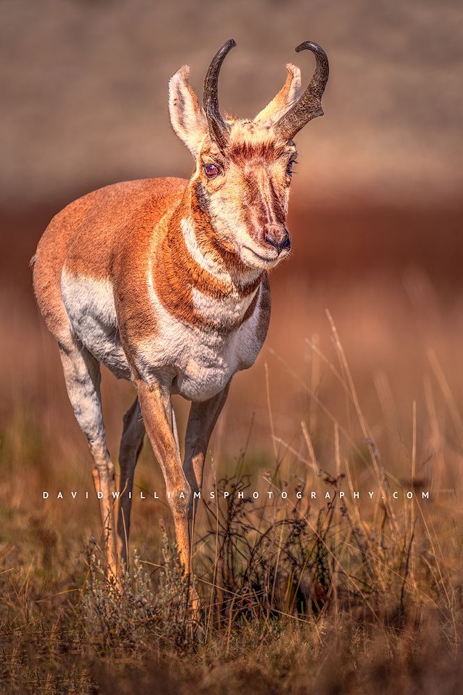 Pronghorn S NZ93912