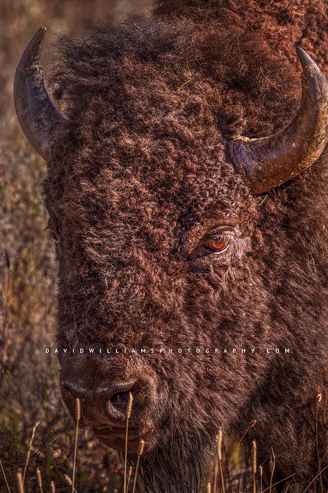 American Bison S NZ93754