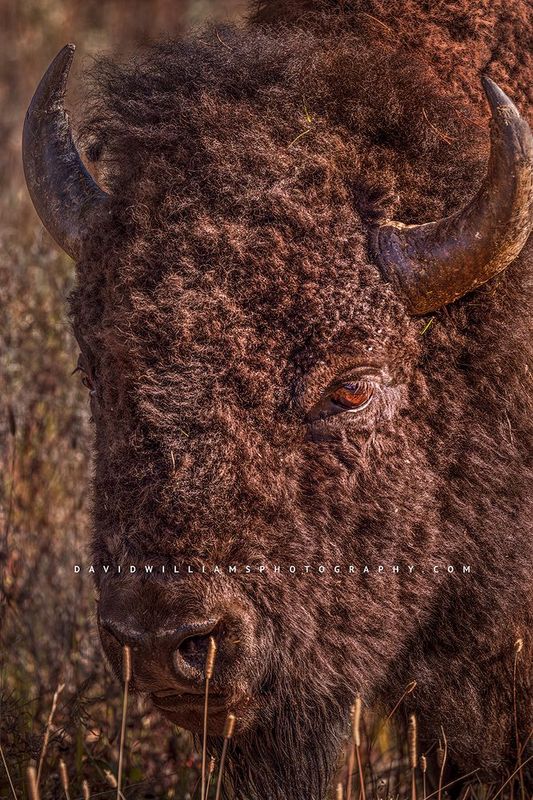 American Bison S NZ93754