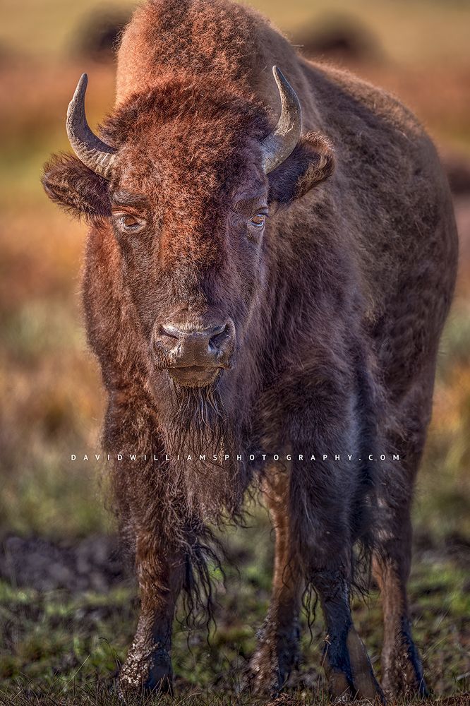 American Bison S NZ93986