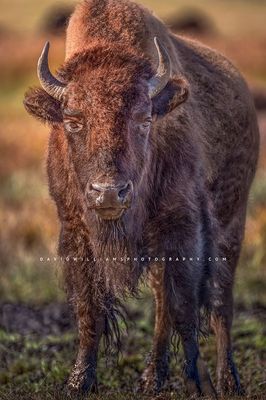 American Bison S NZ93986