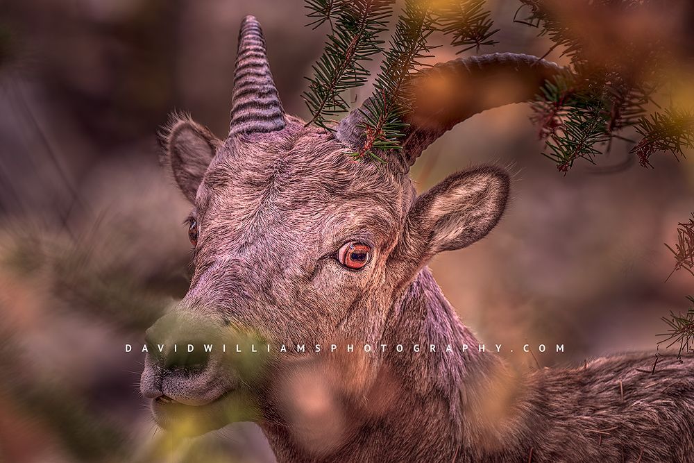 Big Horn Sheep S 0Z80355
