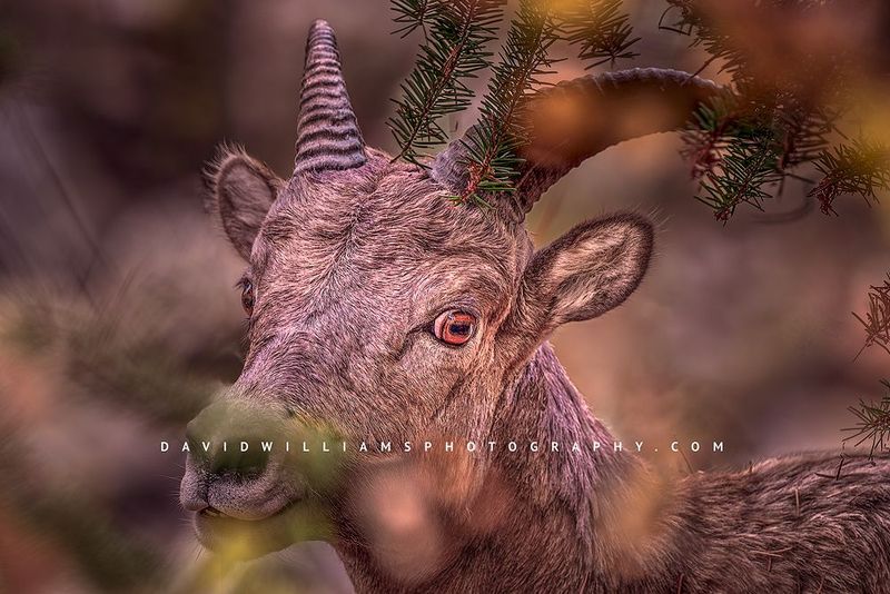 Big Horn Sheep S 0Z80355