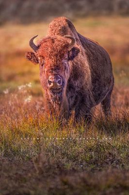 American Bison NZ93996