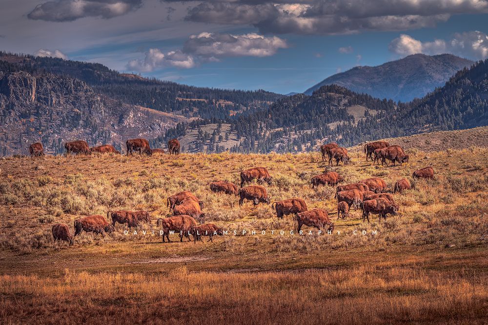 American Bison GP 0Z80334