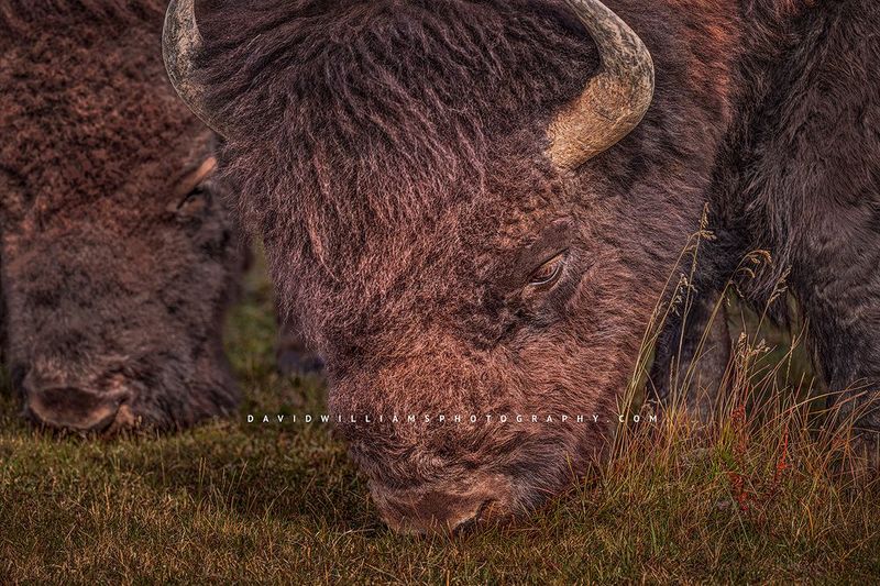 American Bison GP NZ94074