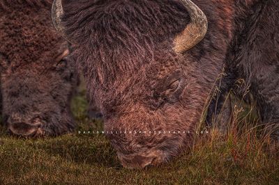 American Bison GP NZ94074