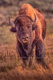 American Bison S NZ94055