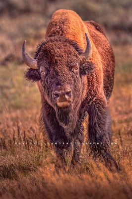 American Bison S NZ94055