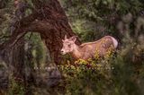 Big Horn Sheep S 0Z80384