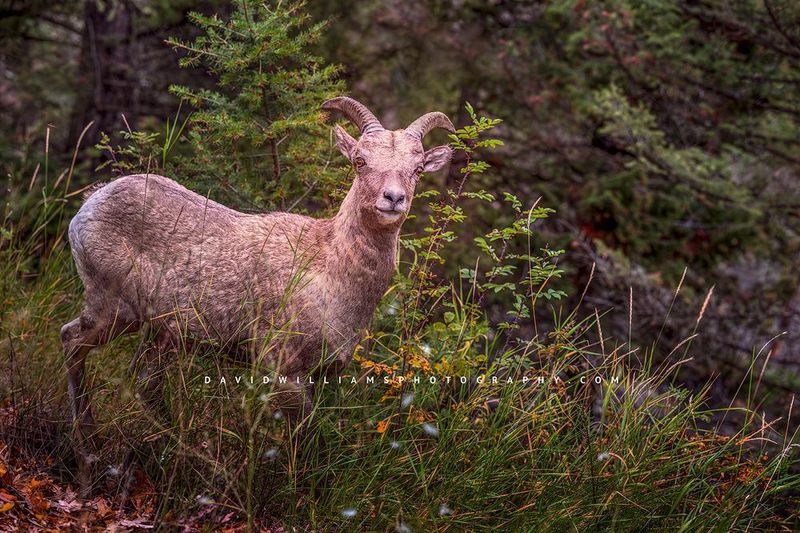 Bighorn Sheep S 0Z80456