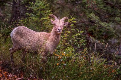 Bighorn Sheep S 0Z80456