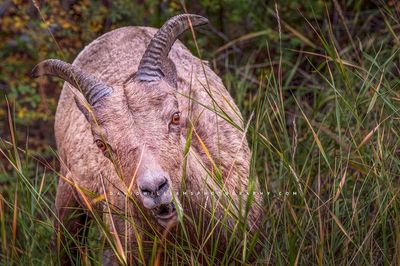 Bighorn Sheep S 0Z80412