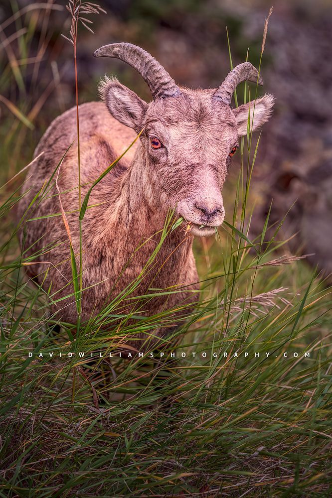 Bighorn Sheep S 0Z80477