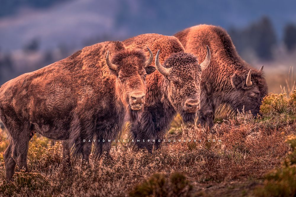American Bison GP NZ94177