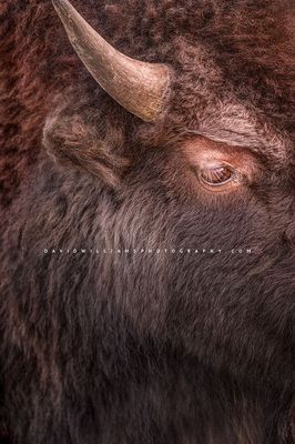 American Bison S NZ94093