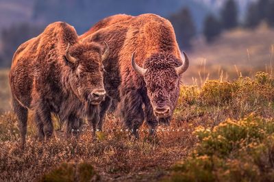 American Bison GP NZ94190