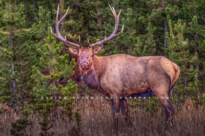 Elk S NZ94241