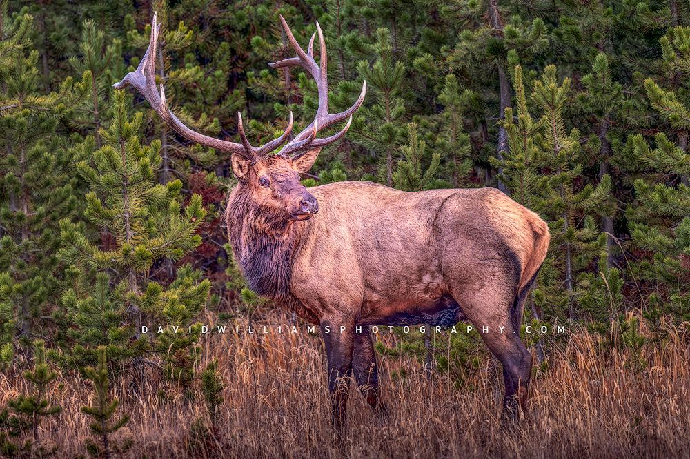 Elk S NZ94237