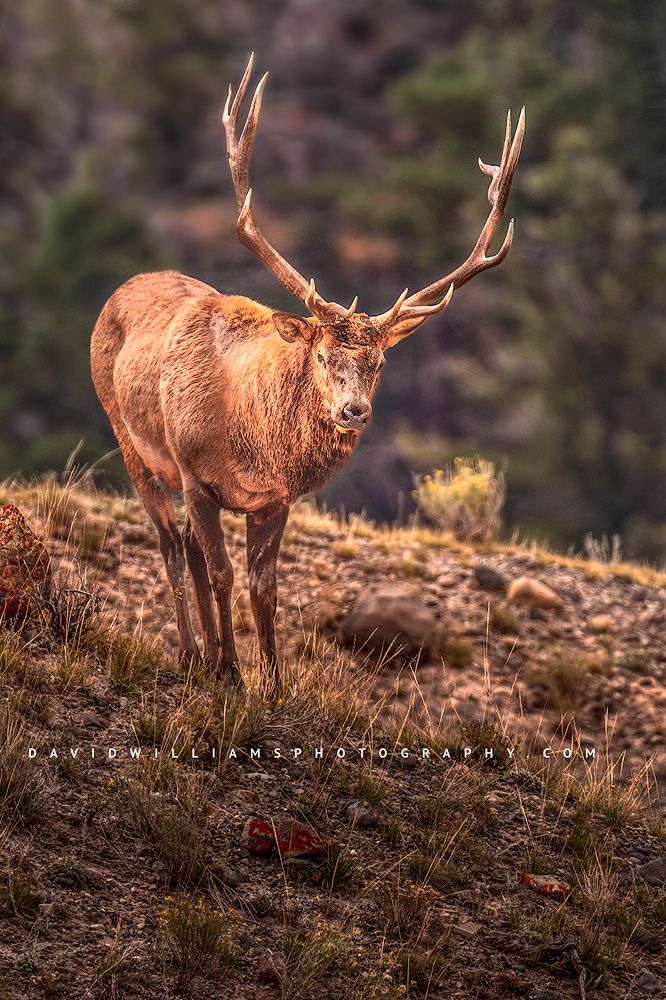 Elk S NZ94500