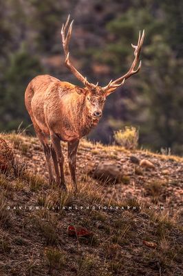 Elk S NZ94500