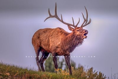 Elk S NZ94398