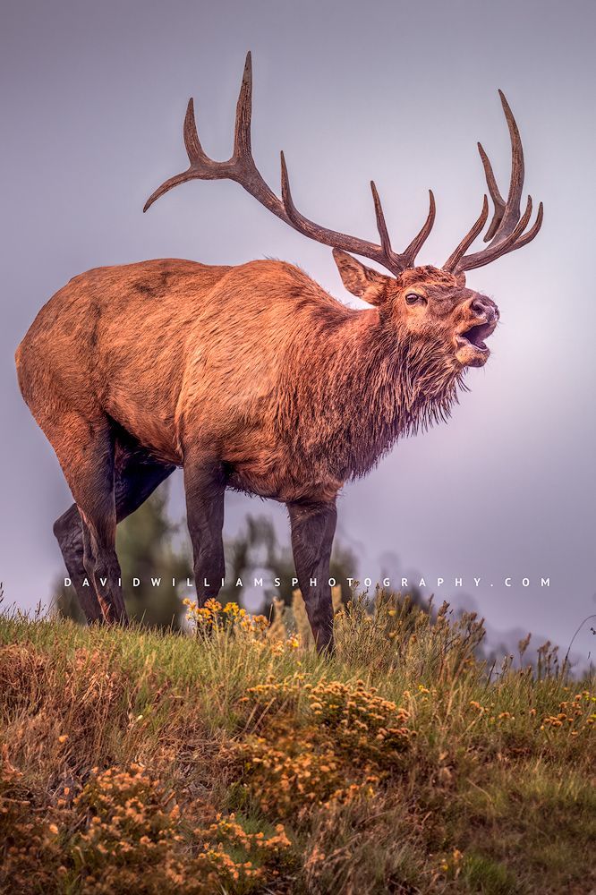 Elk S NZ94399