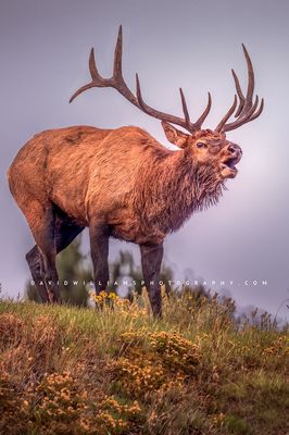 Elk S NZ94399