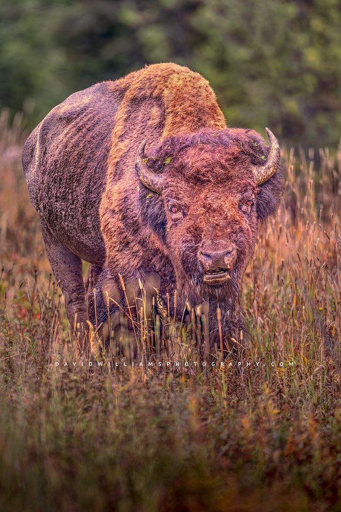 American Bison S NZ94529