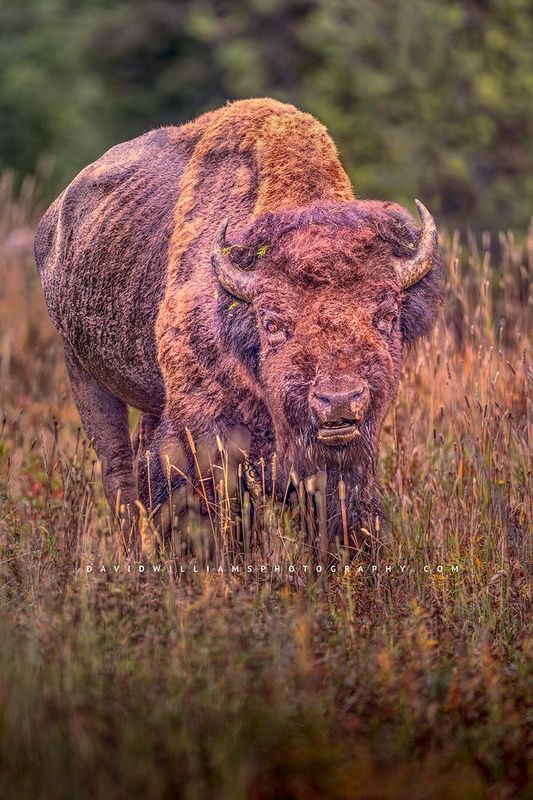 American Bison S NZ94529
