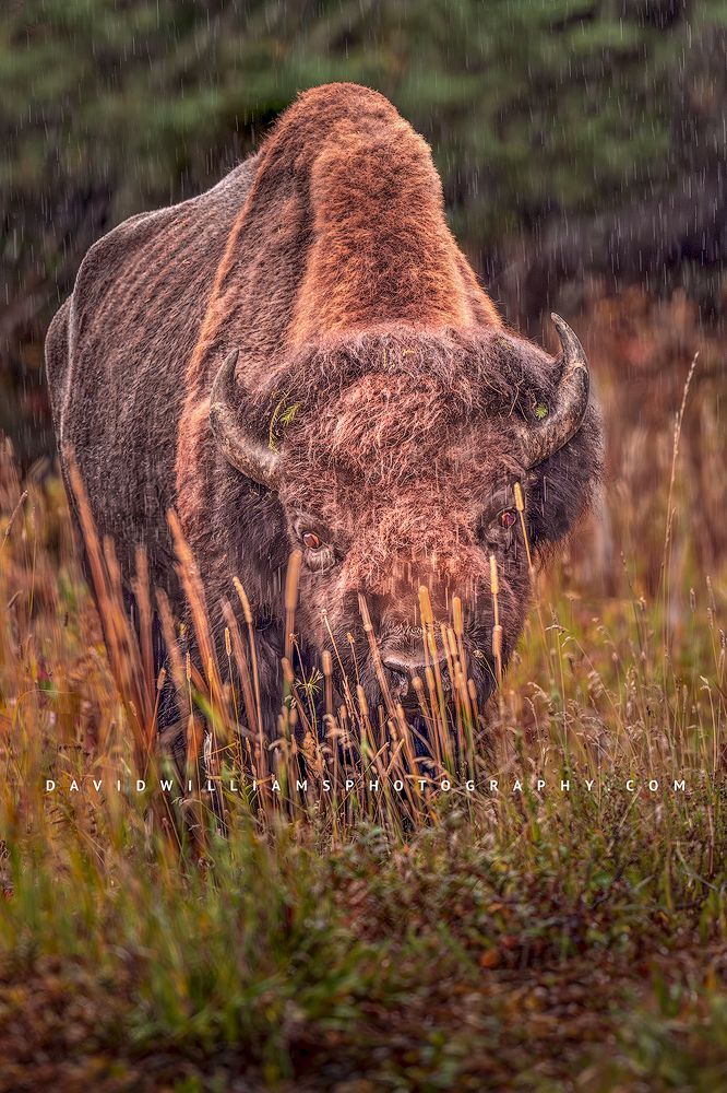 American Bison S NZ94576