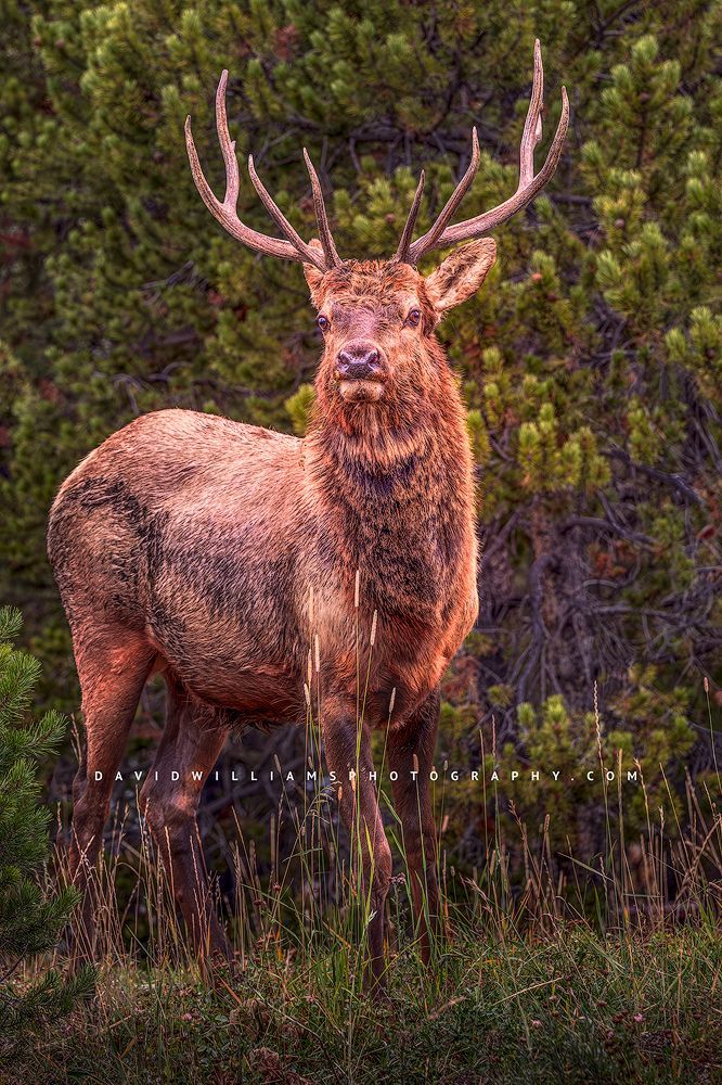 Elk S 0Z80736
