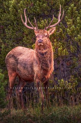 Elk S 0Z80736