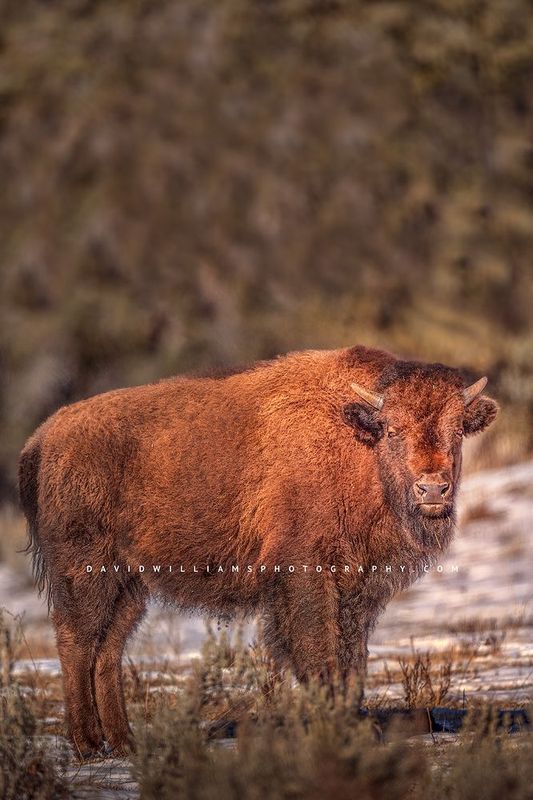 American Bison S NZ94889