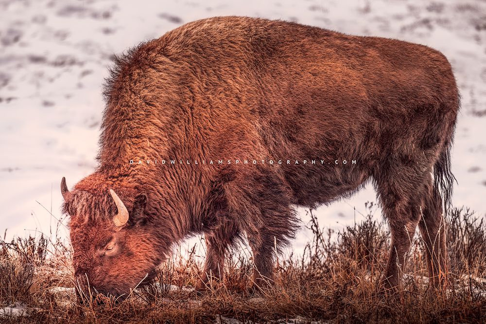 American Bison S NZ94798