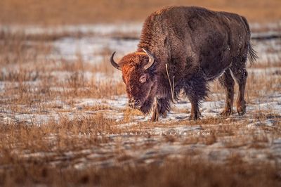 American Bison S NZ94930