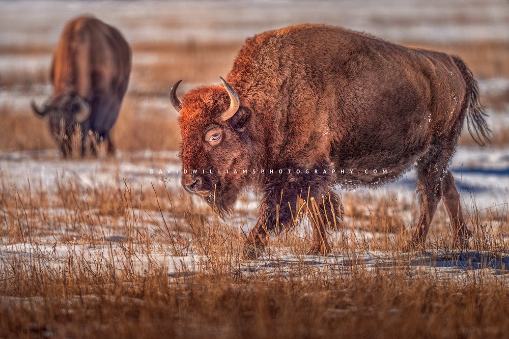 American Bison GP NZ94959
