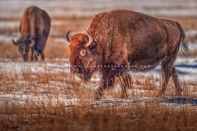 American Bison GP NZ94959